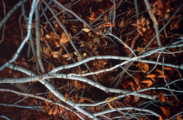 Branches.jpg