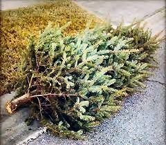 Christmas-Tree-Waste-1.jpg